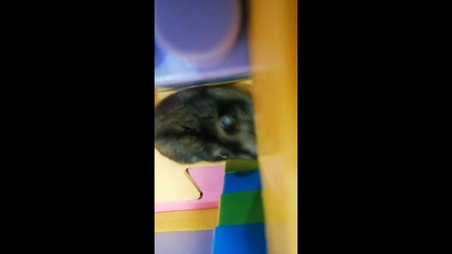 Хомяк проходит лабиринт🐹 смотреть онлайн