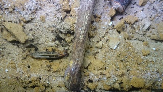 Messor barbarus 3k nest natural look nest смотреть онлайн