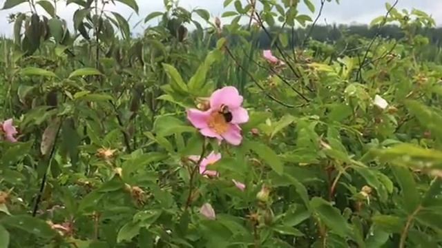 Slow-mo Bumblebee on Swamp Rose смотреть онлайн