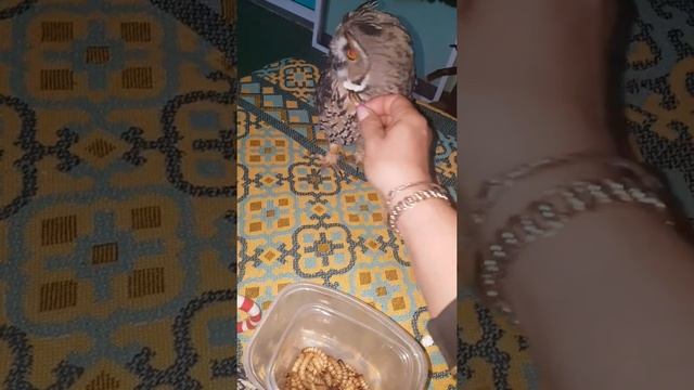 Буся . Просто Буся.