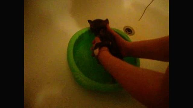 ПЕРВОЕ КУПАНИЕ МУЛИ (2 ч.) смотреть онлайн