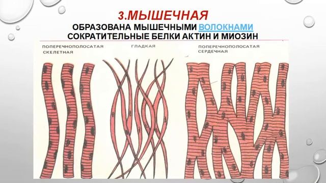 Ткани животных