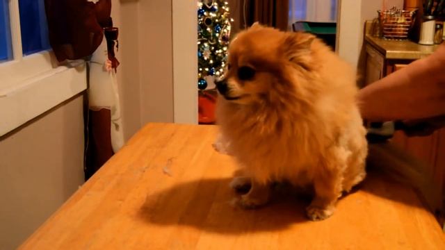 Giving our Pomeranian a haircut try 2 смотреть онлайн