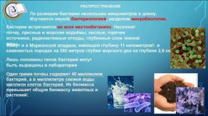 Царство бактерий