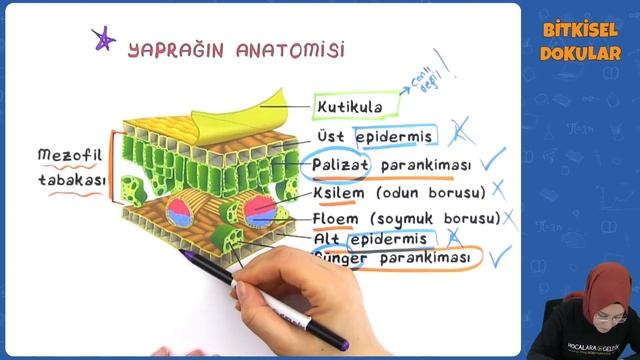 AYT Biyoloji - Bitkisel Dokular | AYT Biyoloji 2022 #hedefekoş смотреть онлайн