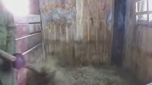 Чистка у телят под муз.: "Колхозная" Сектор газа смотреть онлайн