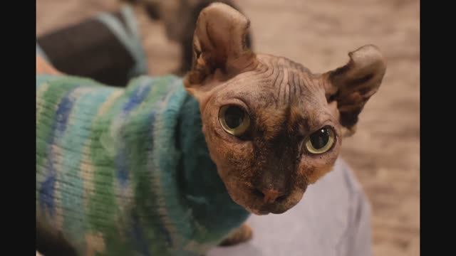 Котокафе смотреть онлайн