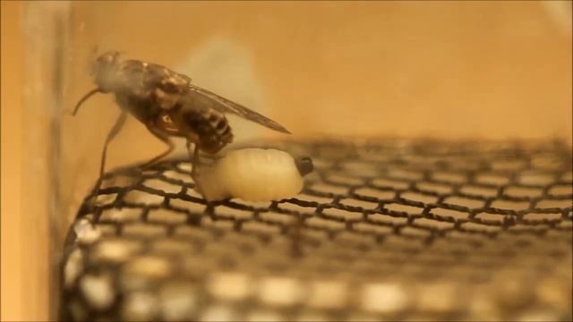 Mosca tsetsé "da a luz" a una larva смотреть онлайн