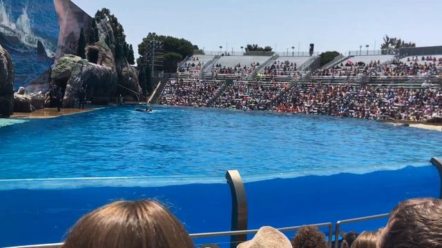 Сан Диего! Sea World ! После долгого локдауна ! смотреть онлайн