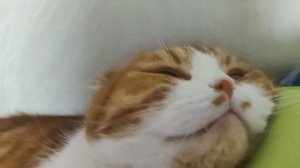 УХОД ЗА ШОТЛАНДСКОЙ ВИСЛОУХОЙ КОШКОЙ/КОТОМ/7 СОВЕТОВ