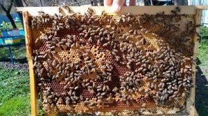 Весеннее развитие в ППС часть 2