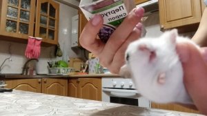 Как погладить джунгарского хомяка #хома #хомяк #джунгарик #джунгарики #джунгарскийхомяк #хомяки