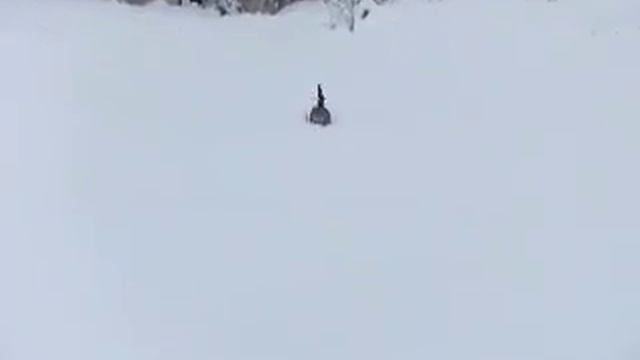 THE CAT IS SWIMMING IN THE SNOW смотреть онлайн