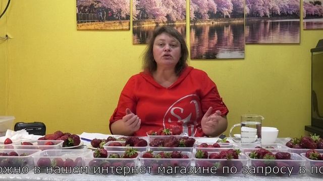 9 серия КЛУБНИКА замер сахара в разных сортах земляники содовой крупноплодной.