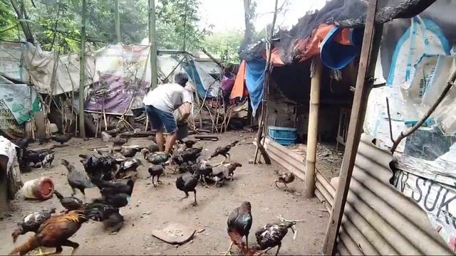 PENYEBAB ‼ KEGAGALAN TERNAK AYAM KAMPUNG CAK TRIS смотреть онлайн
