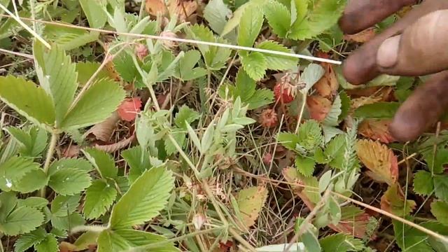 Как МТЗ-50 новому трактору фору дал? Сенокос продолжается. №26 смотреть онлайн