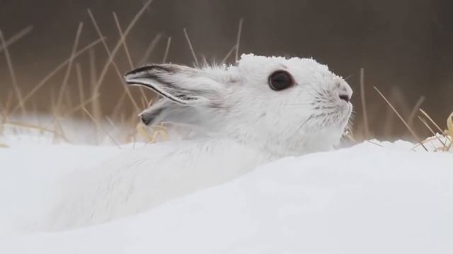 зайчик смотреть онлайн
