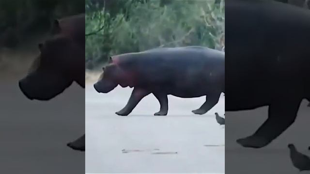 ЛЬВЫ ИСПУГАЛИСЬ БЕГЕМОТА И НЕ СТАЛИ С НИМ СВЯЗЫВАТЬСЯ смотреть онлайн