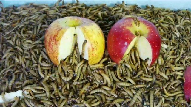 1 Billion Zophobas Morio Worm VS 2 Apples - Time Lapse Camera смотреть онлайн