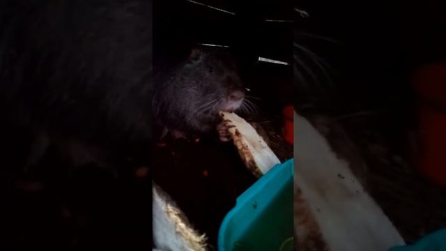 Очень умная Криса !!! смотреть онлайн