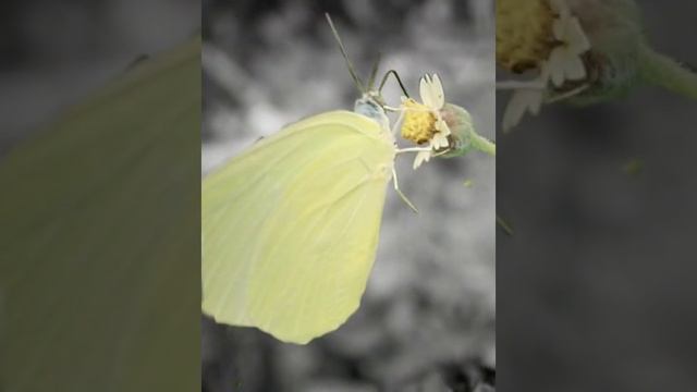 yellow butterfly editing 🌟✨ common emigrant 🦋 #shorts #beforeandafter @Livnature07 смотреть онлайн