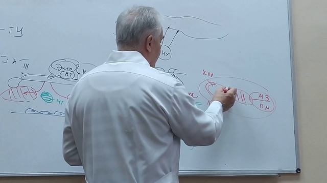Эмбриология часть 4 проф. Баринов Э.Ф. смотреть онлайн