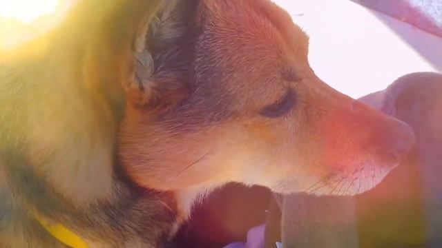 Lily the Dingo - At the Park | #Dingo смотреть онлайн