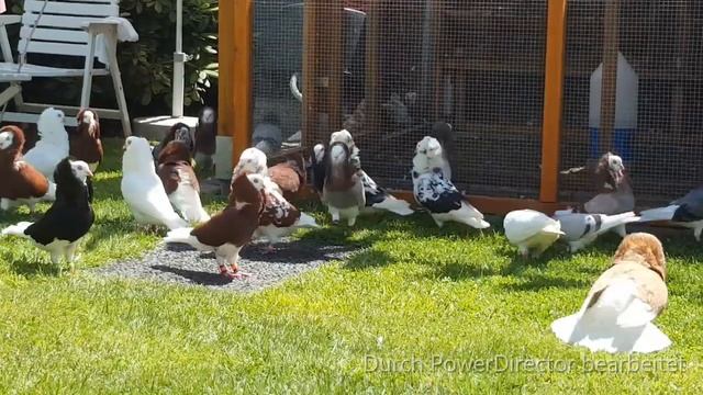 Old Dutch Capuchine pigeons, Altholländische Kapuziner Tauben, الحمام الکابوتشین الاْلمانیة القدیمة смотреть онлайн