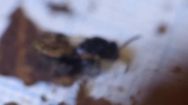 Brachymeria Wasp Awakened from Diapause キアシブトコバチが越冬休眠から覚醒 смотреть онлайн