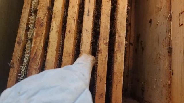 Хотел купить б/у ульи, а там ....... 06. 2024 смотреть онлайн