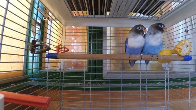 Птенцы неразлучников смотреть онлайн