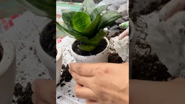 Dwarf Robusta Snake Plant | Repotting a baby plant смотреть онлайн