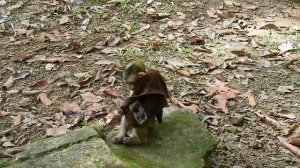 Baby Monkey Candy Never Leave Her Towel