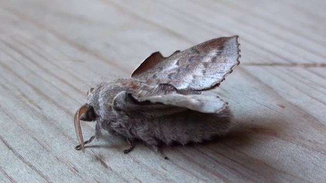 American Lappet Moth (Lasiocampidae: Phyllodesma americana) смотреть онлайн