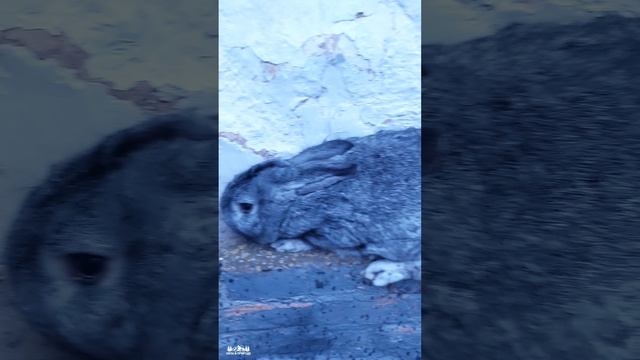 Домашние кролики 📷 смотреть онлайн