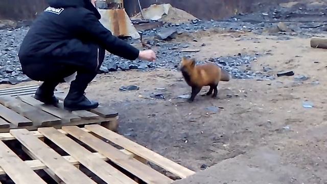 Ручная (почти)) лиса Дуся. смотреть онлайн