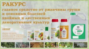 Ракурс - главное средство от ржавчины груши и болезней хвойных и лиственных декоративных культур