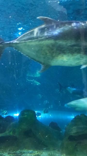 Отдых г. Астана Океанариум смотреть онлайн