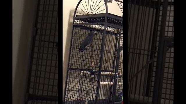 Говорящий попугай Жако Гриша (7 месяцев) - African Grey parrot speaking 7 months смотреть онлайн