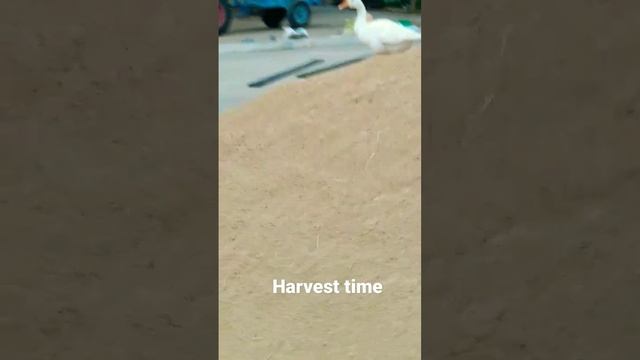It's harvest time #paddy #ad #rice #farm #farming #love #crazy #birds #goose #duck #rain #field #tn смотреть онлайн