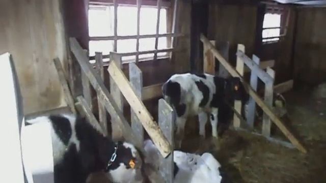 Экономика откорма телят. Себестоимость прироста. Рацион с БВМК смотреть онлайн