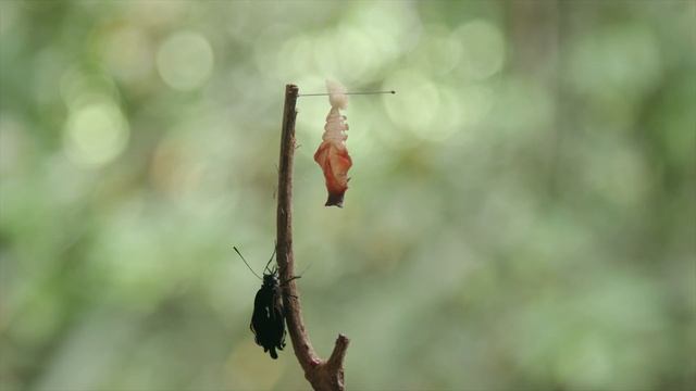 Battus belus - Emerging (Swallowtail) смотреть онлайн
