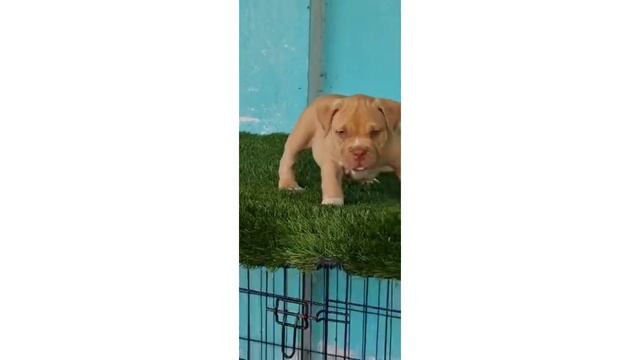 for sale American bully male/ macho 😱💪 nación bully jmc смотреть онлайн