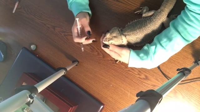 How to Give Your Lizard Medication | Oral and Injection💊💉 смотреть онлайн