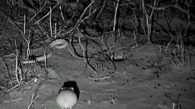 Sidewinder rattlesnake misses strike and recoils in ambush смотреть онлайн