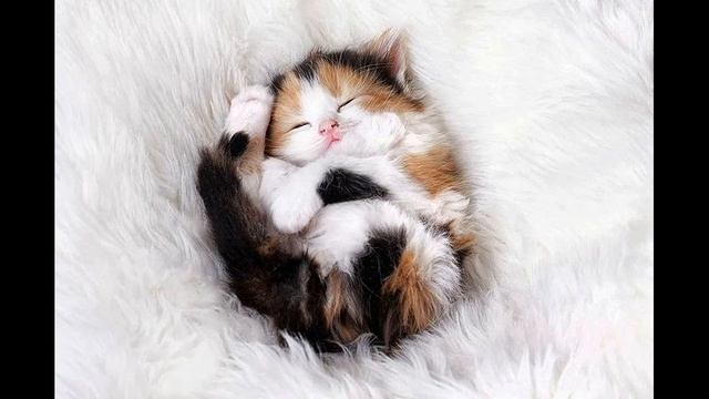 Сонный котенок  Б Берлин