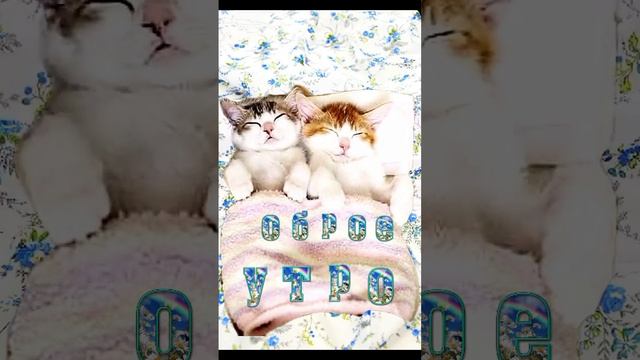 С ДОБРЫМ УТРОМ!!!👍❤️😏 #котики #коты #кошки 😼 смотреть онлайн