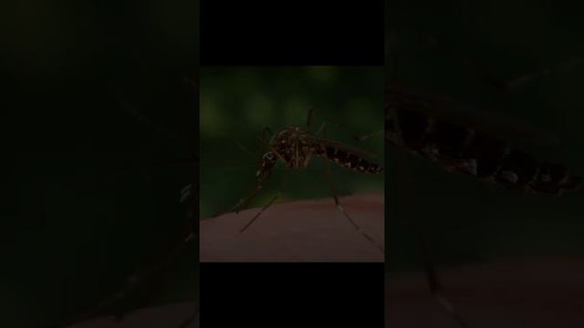 #mosquito।#mosquitoes।#short।#youtube।#viral।#youtubeshorts।#trending।#ytshorts।#ytshort।#shorts смотреть онлайн