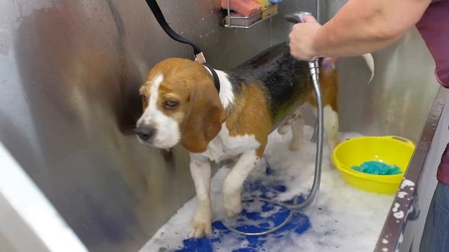 Бигль- уход, содержание, груминг. Руководство пользователя.