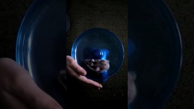 Забавный хомяк бегает в колесе смотреть онлайн